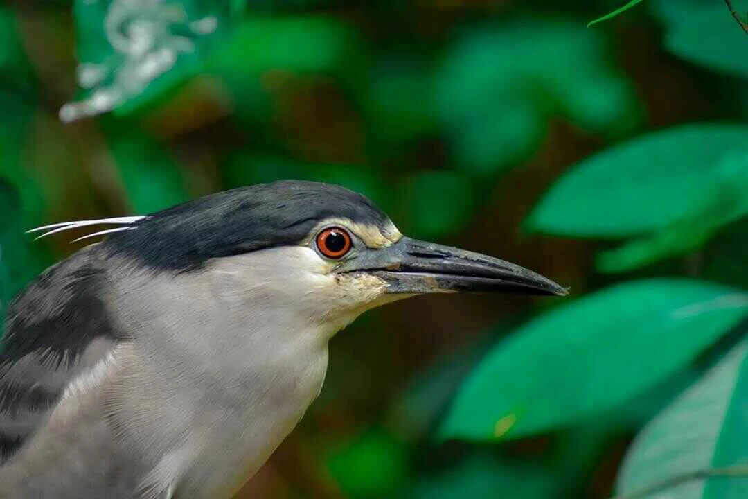 Black-crowned Night Heron